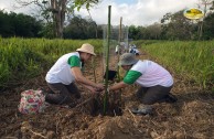 Let us celebrate life with Mother Earth: a day of planting trees in Puerto Rico