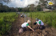 Let us celebrate life with Mother Earth: a day of planting trees in Puerto Rico