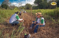 Let us celebrate life with Mother Earth: a day of planting trees in Puerto Rico