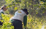 Let us celebrate life with Mother Earth: a day of planting trees in Puerto Rico