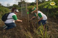 Let us celebrate life with Mother Earth: a day of planting trees in Puerto Rico