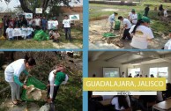 1650 trees were planted in Mexico on June 5th 