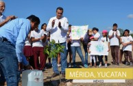 1650 trees were planted in Mexico on June 5th 