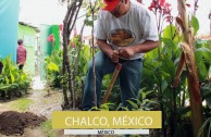 1650 trees were planted in Mexico on June 5th 