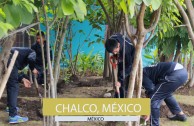 1650 trees were planted in Mexico on June 5th 