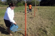 16 “pezuña de vaca” plants are planted in Resistencia, Chaco Argentina, in order to conserve the species