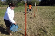 Siembra de 16 plantas pezuña de vaca en barrios de Resistencia, Chaco, Argentina, para la conservación de la especie