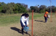 16 “pezuña de vaca” plants are planted in Resistencia, Chaco Argentina, in order to conserve the species