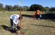 16 “pezuña de vaca” plants are planted in Resistencia, Chaco Argentina, in order to conserve the species