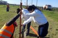 Siembra de 16 plantas pezuña de vaca en barrios de Resistencia, Chaco, Argentina, para la conservación de la especie