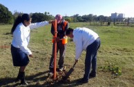 16 “pezuña de vaca” plants are planted in Resistencia, Chaco Argentina, in order to conserve the species