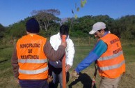 Siembra de 16 plantas pezuña de vaca en barrios de Resistencia, Chaco, Argentina, para la conservación de la especie