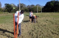 16 “pezuña de vaca” plants are planted in Resistencia, Chaco Argentina, in order to conserve the species