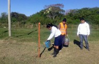 16 “pezuña de vaca” plants are planted in Resistencia, Chaco Argentina, in order to conserve the species