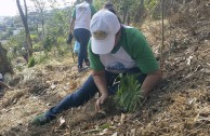 Activists for Peace in Costa Rica planted 50 native trees