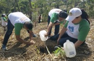 Activists for Peace in Costa Rica planted 50 native trees