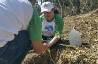 Activists for Peace in Costa Rica planted 50 native trees