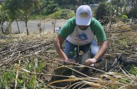 Activists for Peace in Costa Rica planted 50 native trees