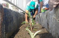 En honor a la Madre Tierra 3.586 árboles fueron sembrados en Colombia con una nueva visión ambiental