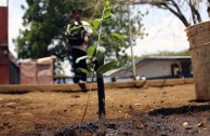 Guardianes por la paz de la Madre Tierra de Nicaragua sembraron 200 árboles