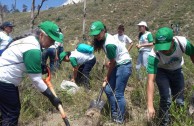 Recuperan importantes zonas de Ecuador con jornadas de reforestación