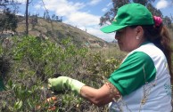 Recuperan importantes zonas de Ecuador con jornadas de reforestación