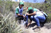 Recuperan importantes zonas de Ecuador con jornadas de reforestación