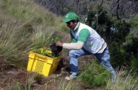 Recuperan importantes zonas de Ecuador con jornadas de reforestación