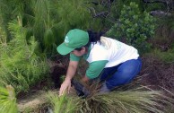 Recuperan importantes zonas de Ecuador con jornadas de reforestación