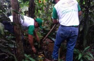 Recuperan importantes zonas de Ecuador con jornadas de reforestación