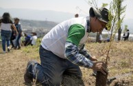 Guatemala obsequia 2.515 árboles a la Tierra en su día