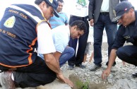 Jornadas de Arborizacion en Peru