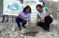 Jornadas de Arborizacion en Peru