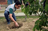 Jornadas de Arborizacion en Peru