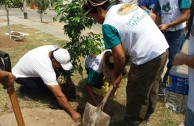 Jornadas de Arborizacion en Peru