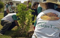 Jornadas de Arborizacion en Peru