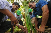 Jornadas de Arborizacion en Peru