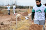 New Trees in the “Dr. William Soto Forest” in Villa Los Corralitos