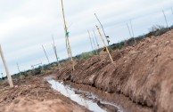 Nuevos árboles en el “Bosque Dr. William Soto” de Villa Los Corralitos