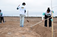 New Trees in the “Dr. William Soto Forest” in Villa Los Corralitos