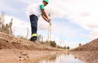 Activistas por la Paz siembran miles de árboles en la provincia de Mendoza