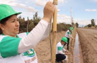 Activistas por la Paz siembran miles de árboles en la provincia de Mendoza