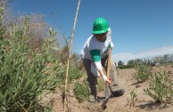 Activistas por la Paz siembran miles de árboles en la provincia de Mendoza