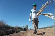 Activistas por la Paz siembran miles de árboles en la provincia de Mendoza