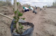 Activistas por la Paz siembran miles de árboles en la provincia de Mendoza