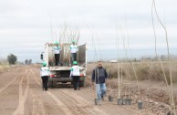 Activistas por la Paz siembran miles de árboles en la provincia de Mendoza