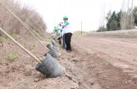 Activistas por la Paz siembran miles de árboles en la provincia de Mendoza