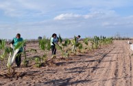 Guardianes por la Paz de la Madre Tierra resguardan espacios naturales