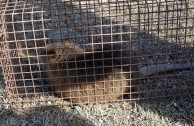 Liberadas especies en la reserva parque Río Yuspe Cosquin 