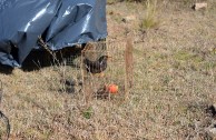 Liberadas especies en la reserva parque Río Yuspe Cosquin 